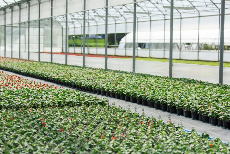Floriculture solution background