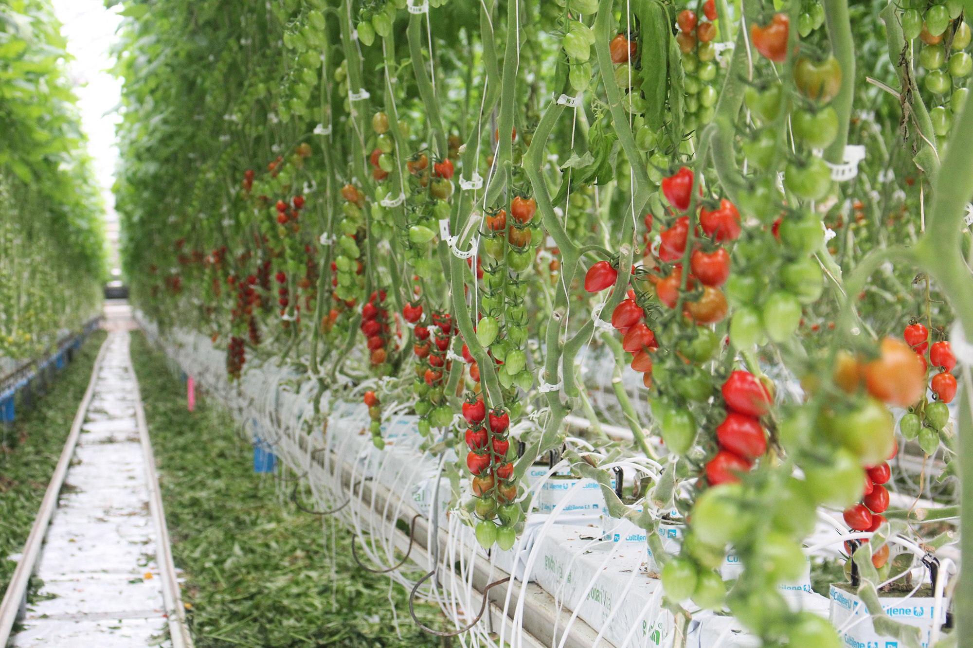 Greenhouse growing supplies background