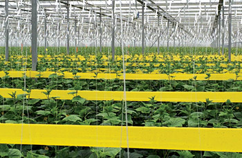 Pest Control Solutions background