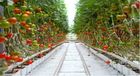 Greenhouse solution background