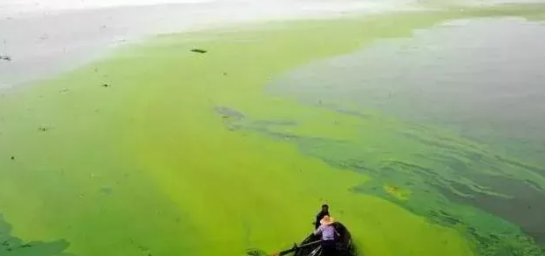 总氮和总磷的关系（值得你关注）