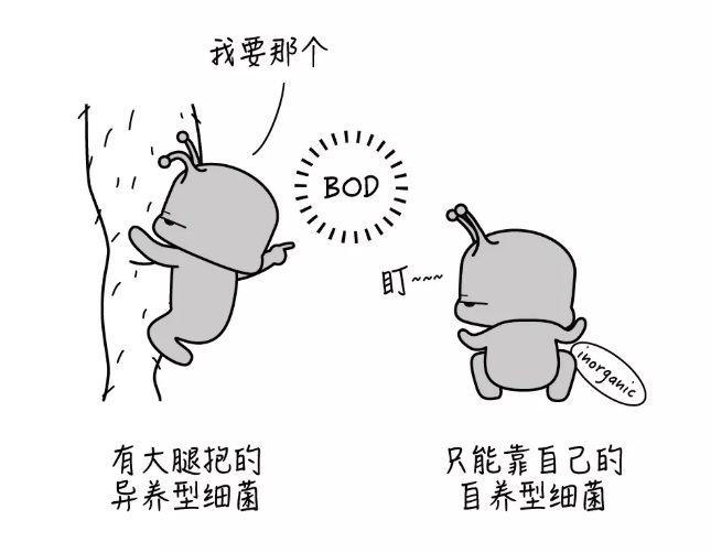 别人家的氨氮为什么不超标？因为硝化细菌驯的好！