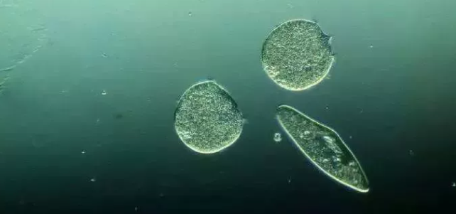 循环冷却水系统微生物的控制方法