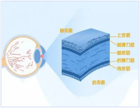 角膜组织结构