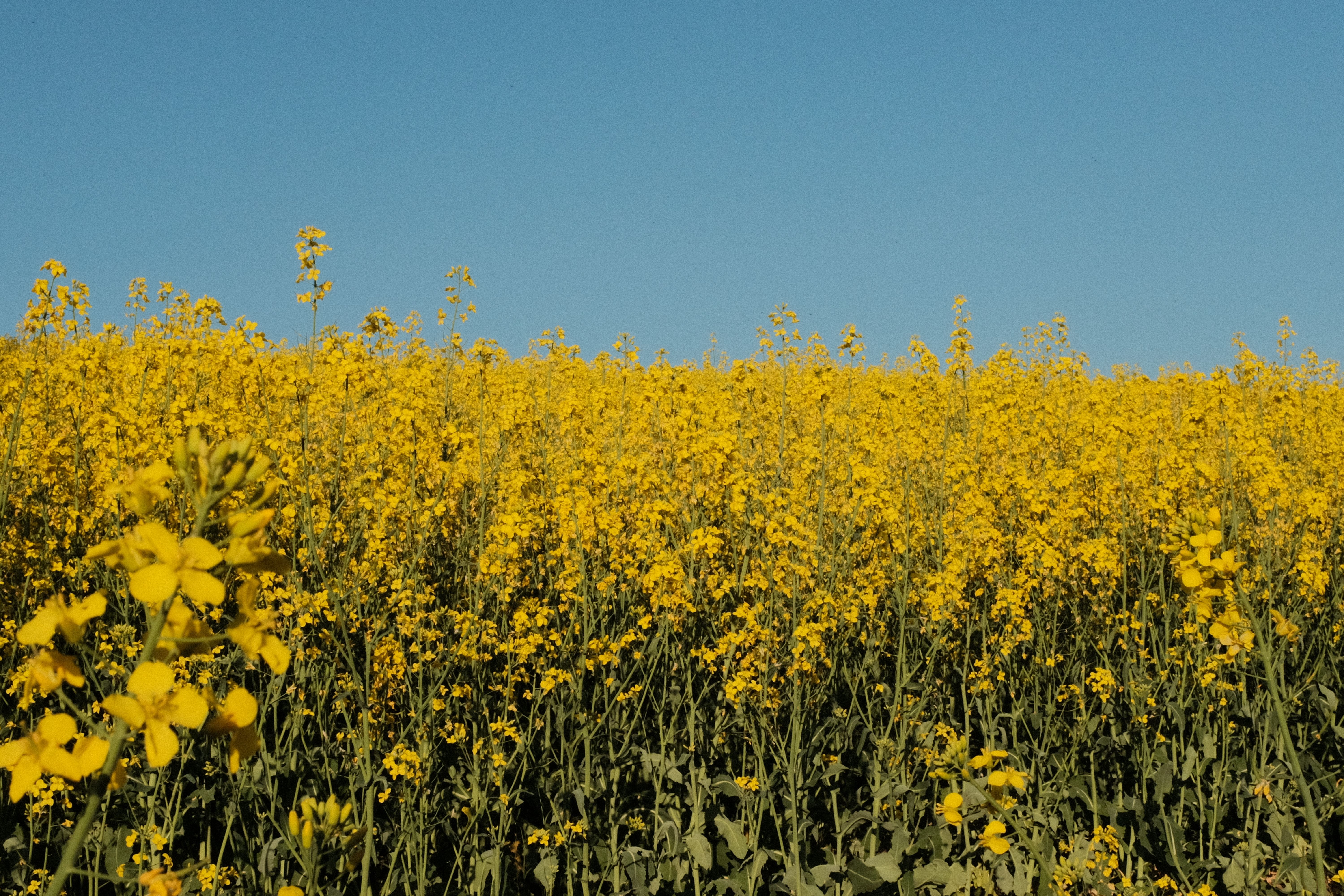 Canola Oil vs. Traditional Rapeseed Oil: Understanding the Key Market Differences