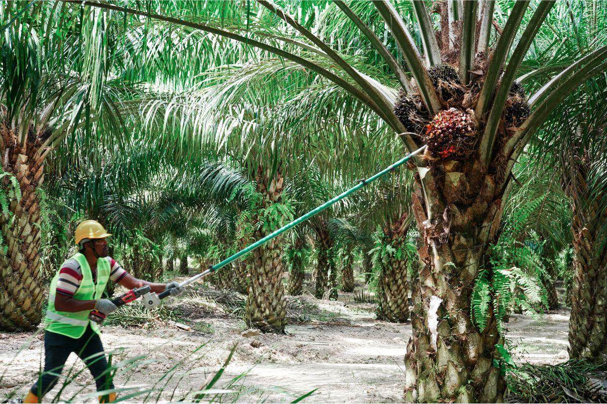 Sustainable Sourcing: HOWFUN OIL's Commitment to Eco-Friendly Palm Oil Supply Chains