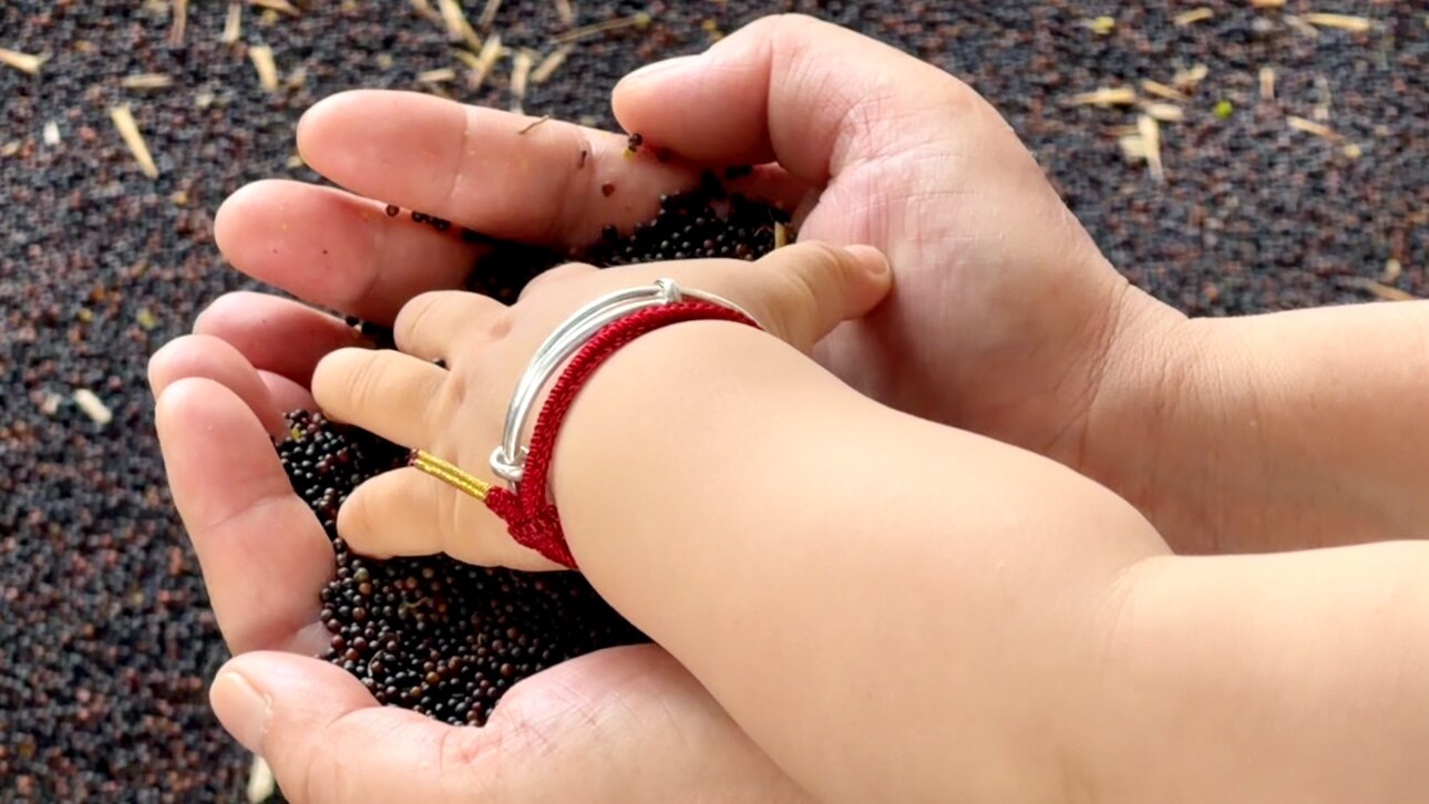 Sustainable Palm Oil Certification Guide