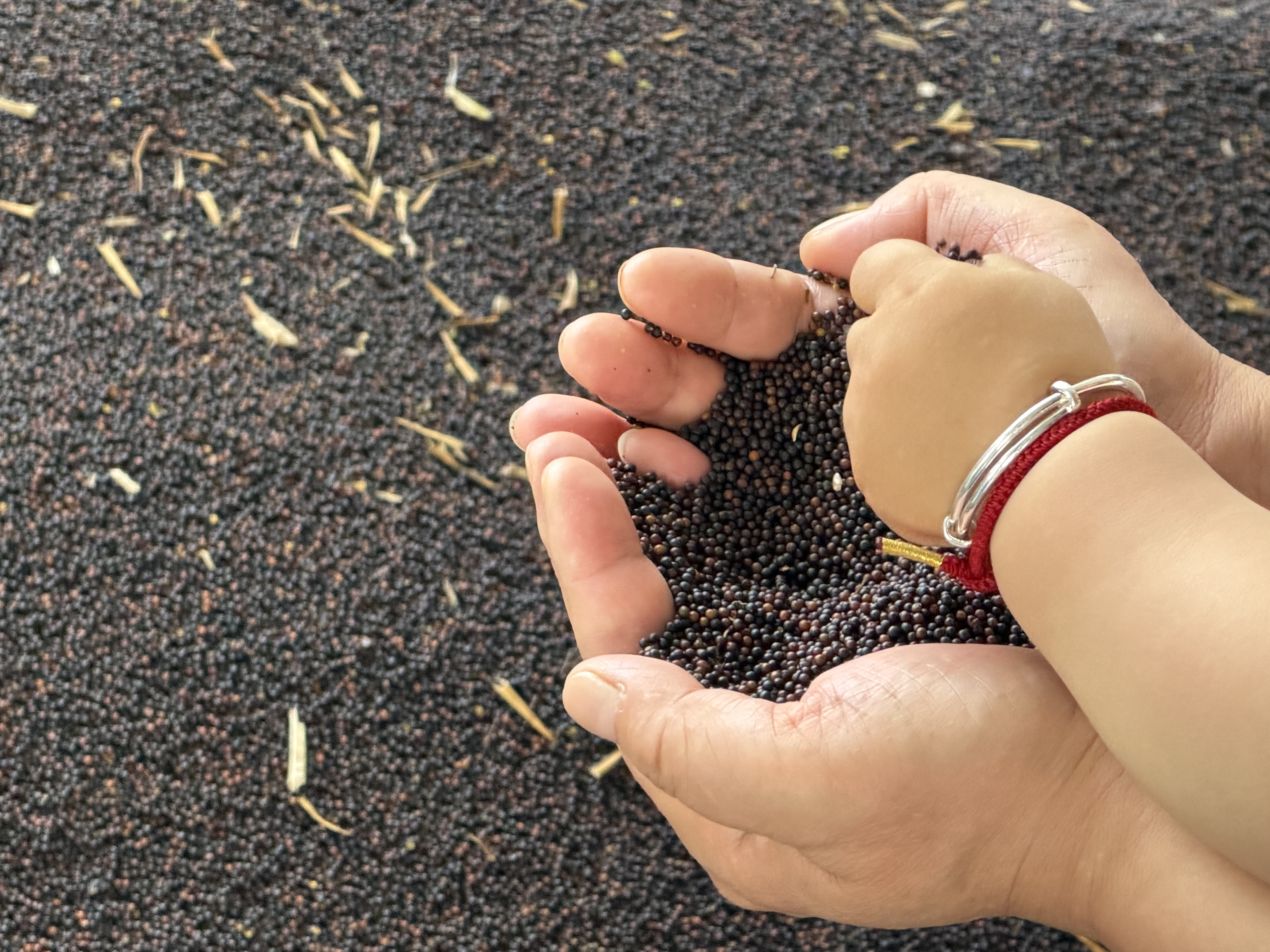 Low Erucic Acid Rapeseed Oil (LEAR): The Safety and Quality Standards Explained
