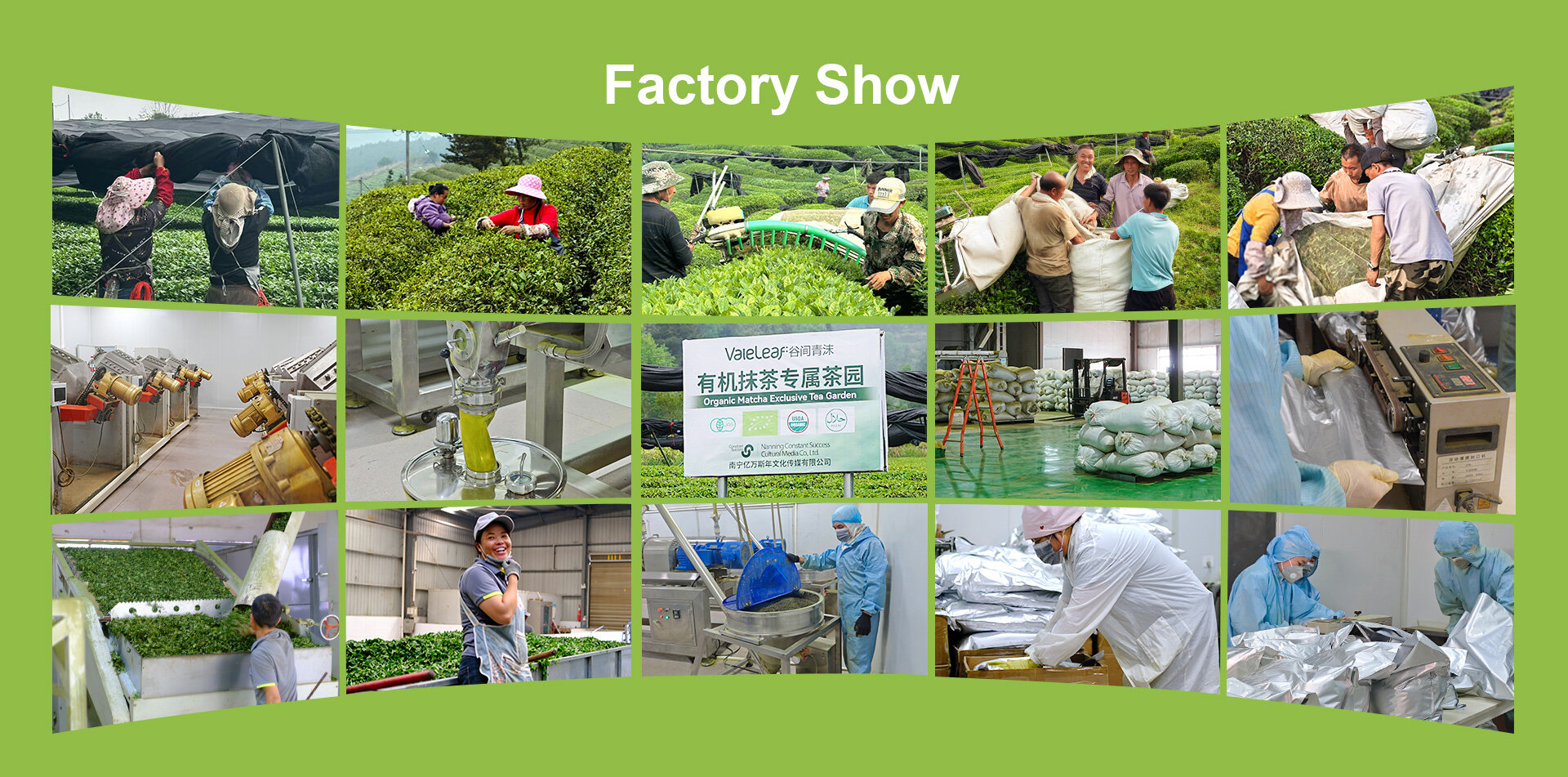 Factory Show - Organic Matcha Production Facility