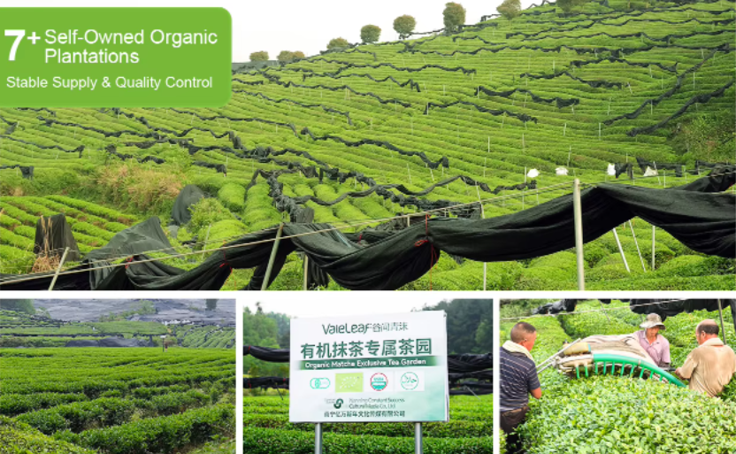 Tea plantation landscape