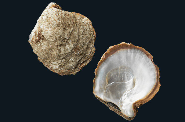 White Conch