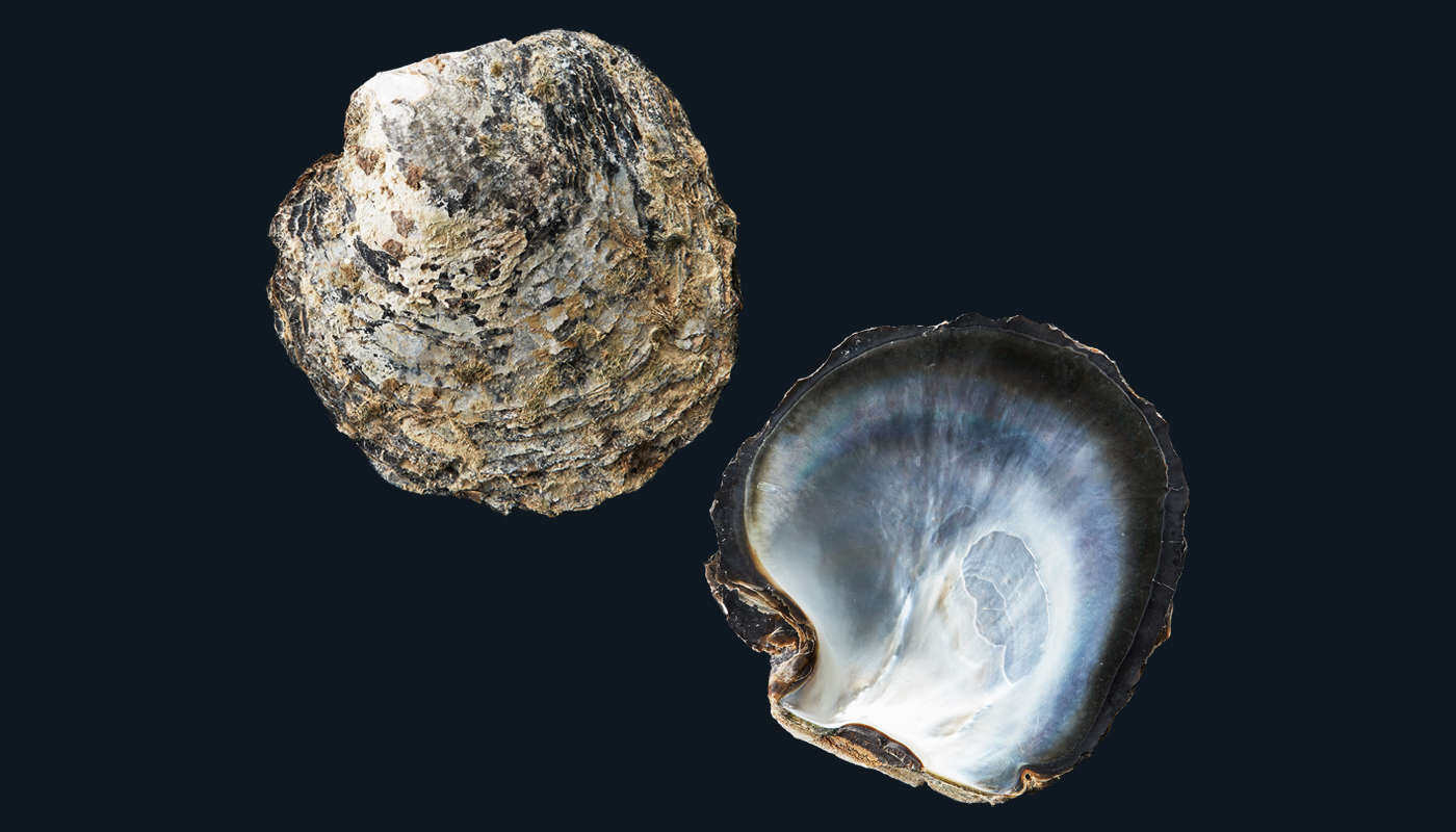 Black-lip pearl oyster
