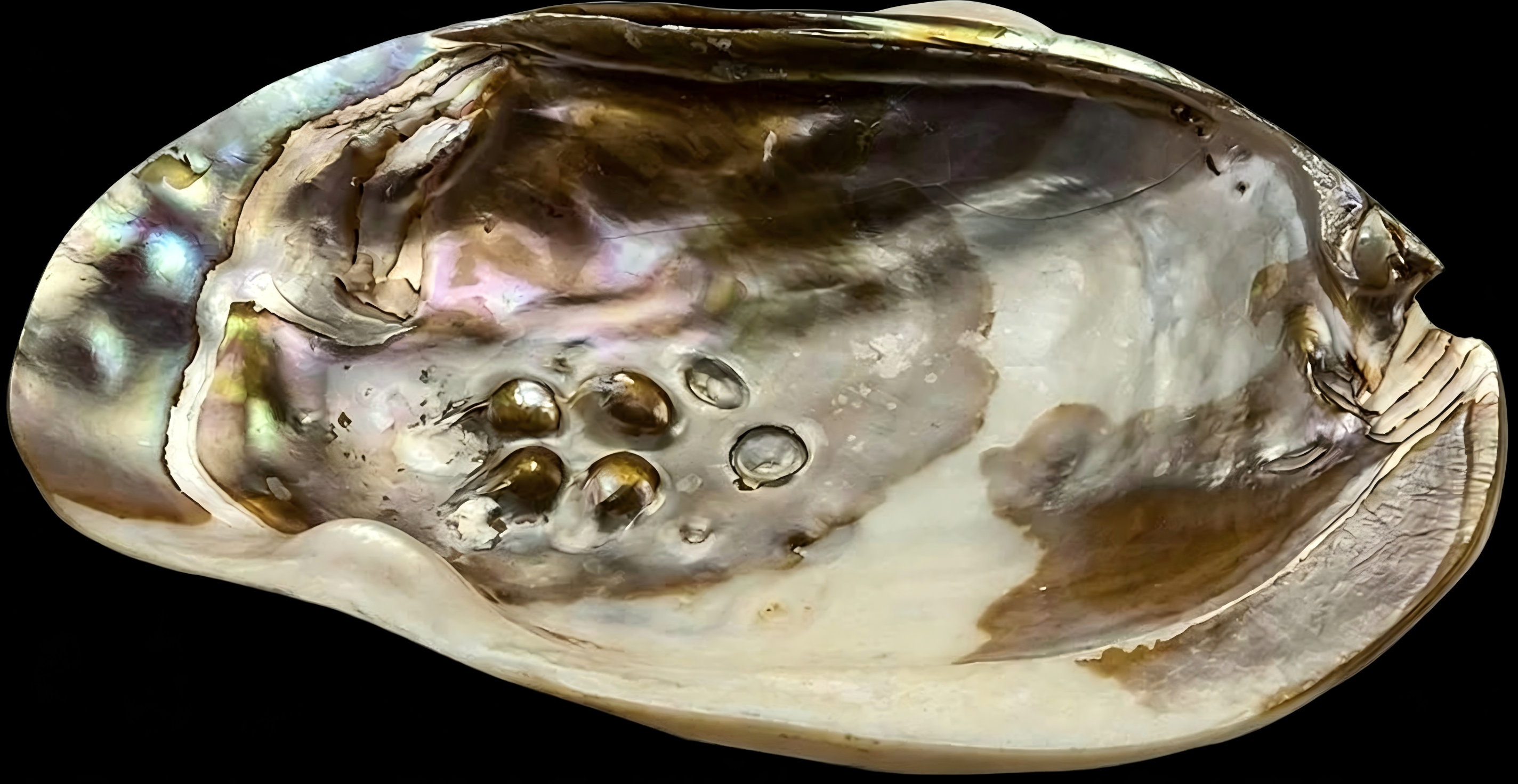 Pearl Shell