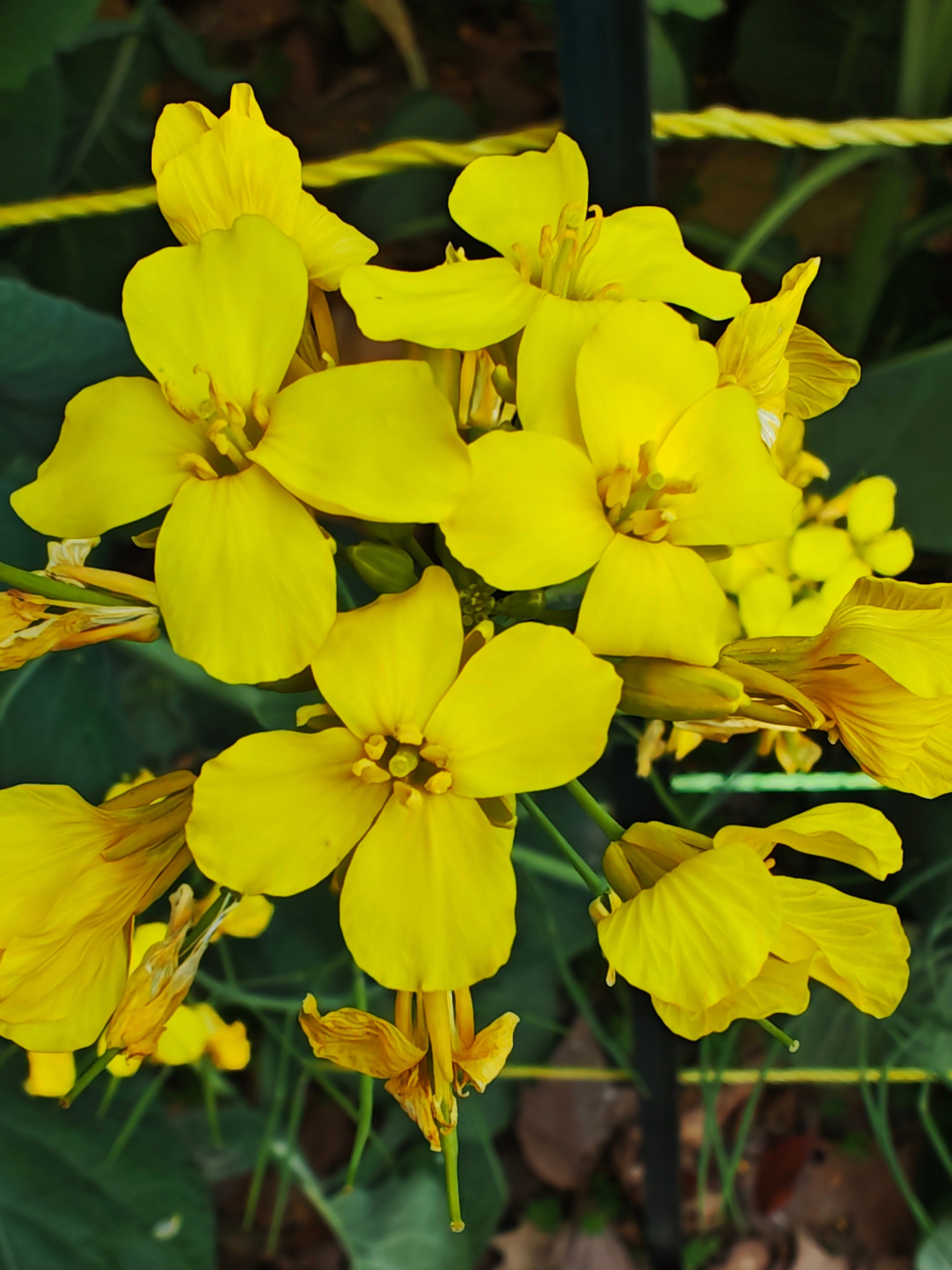 Yellow Blossoms