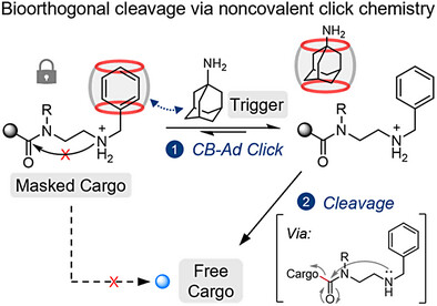 Syracuse University's Professor Xiaoran Hu: A cucurbit[7]uril–adamantane noncovalent click-to-release strategy enables a new pathway for supramolecular bioorthogonal activation.