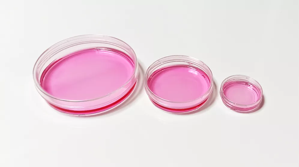 Cell Culture Dish display 2
