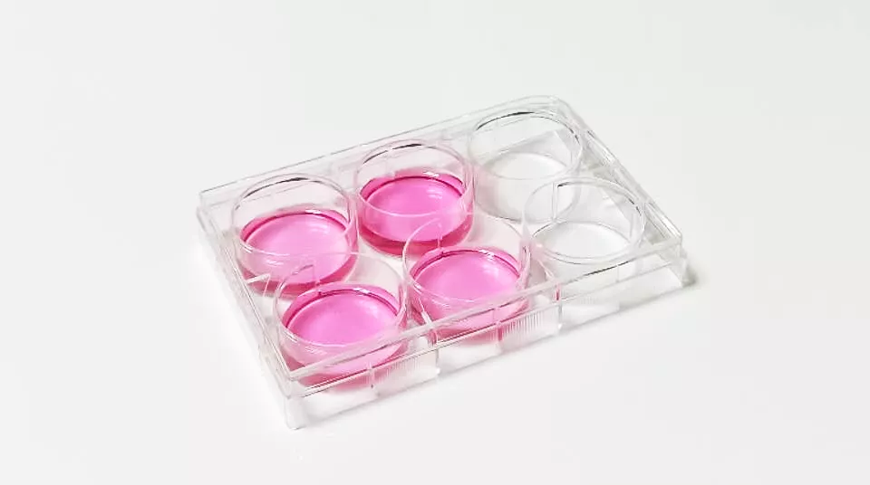Cell Culture Plate display 1