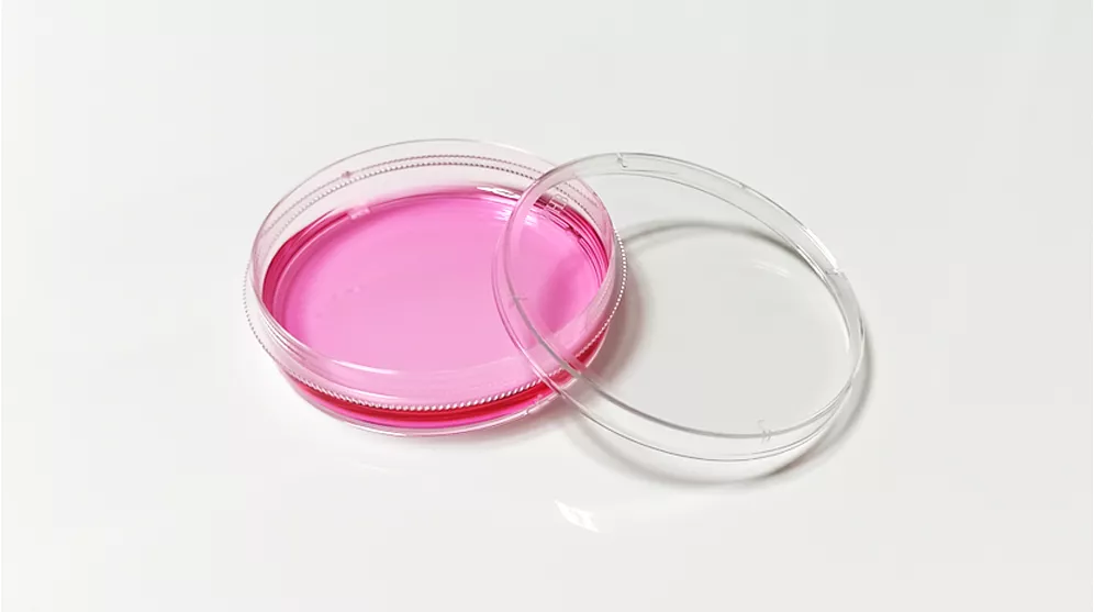 Cell Culture Dish display 1
