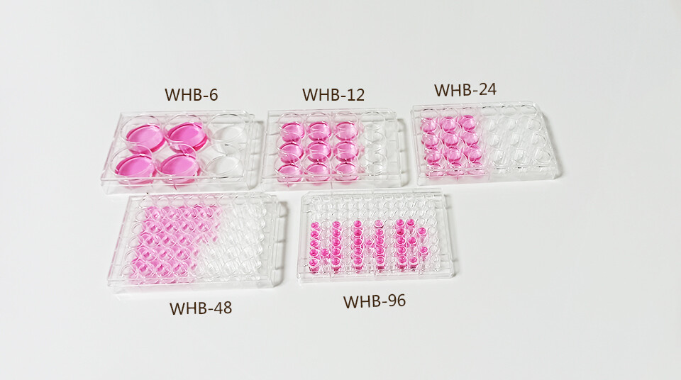 Cell Culture Plate display 4