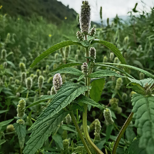 密花香薷