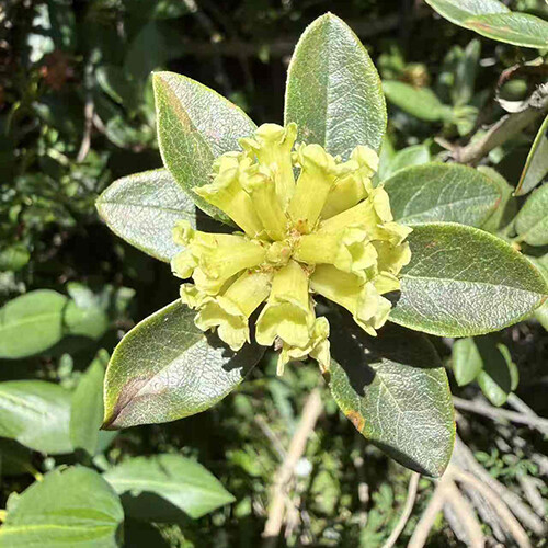 烈香杜鹃