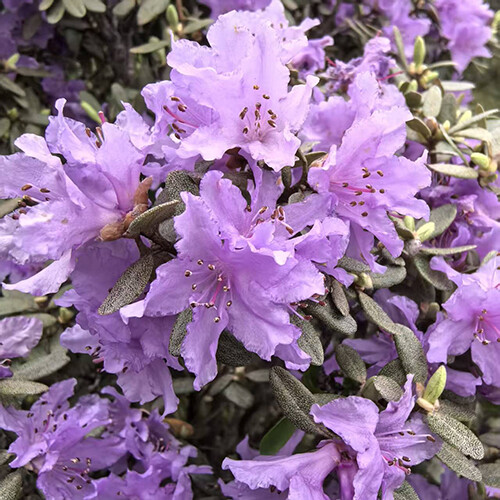 头花杜鹃