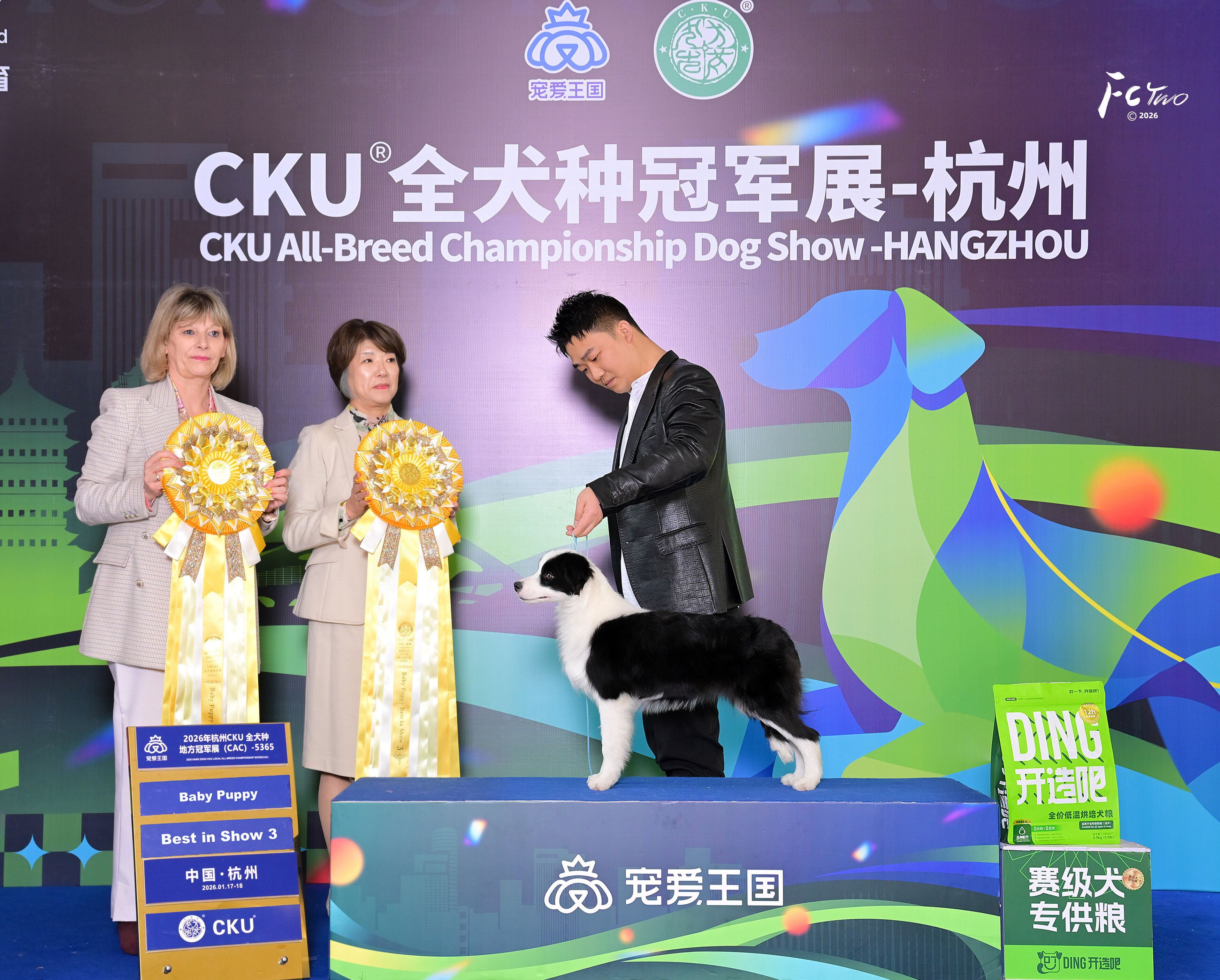 边牧幼犬到家第一周:新手主人必知的适应指南