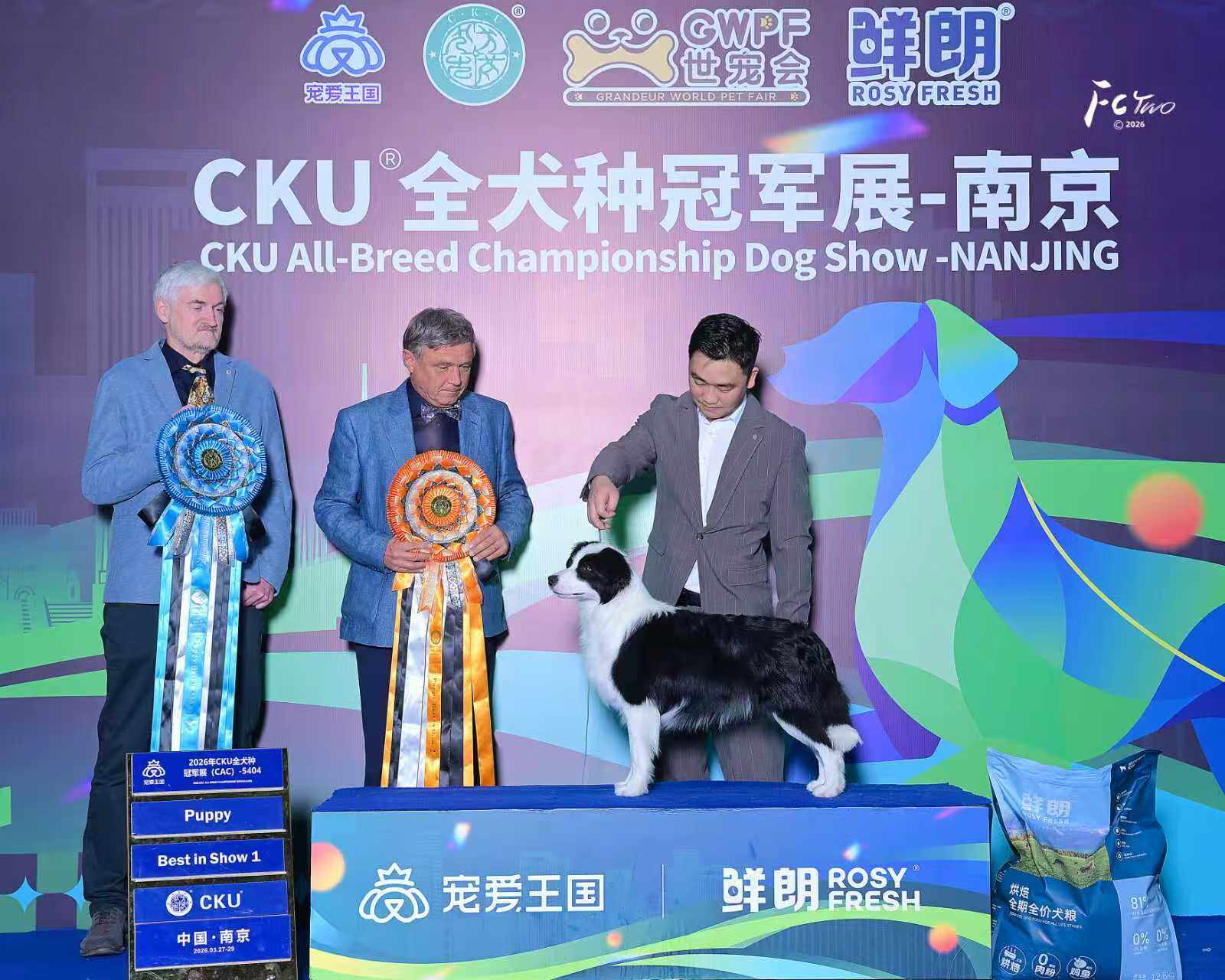 边牧毛发护理全攻略:梳毛、洗澡与换毛期管理