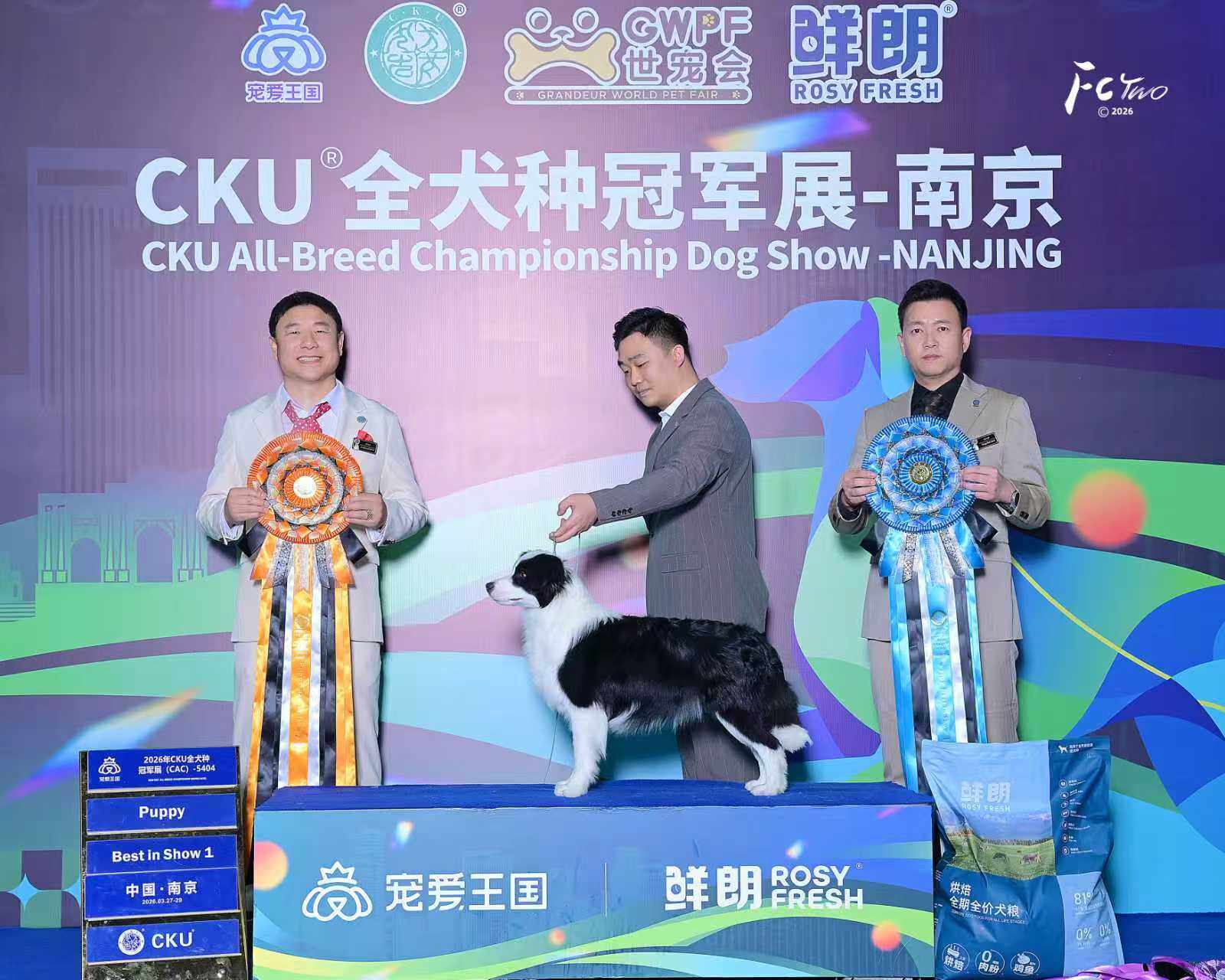 边牧饮食搭配建议:不同阶段的营养需求