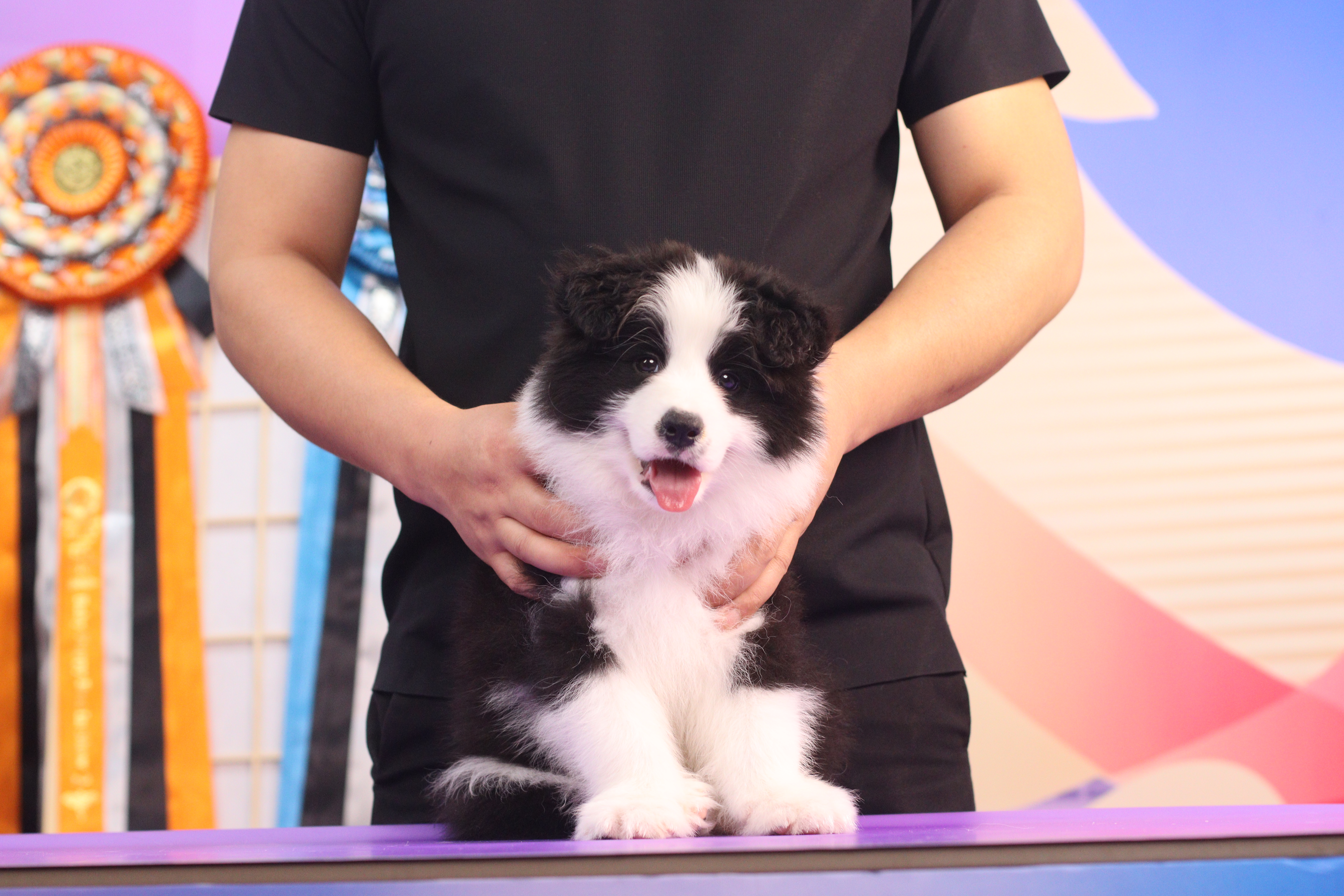 小虎