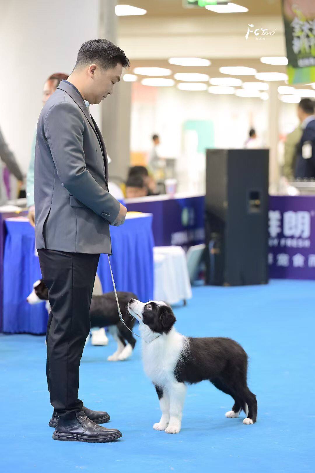 宝哥与边牧