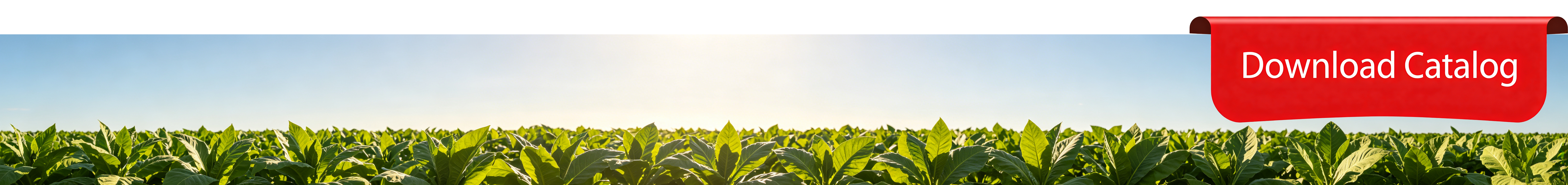 Tobacco field with Download Catalog banner