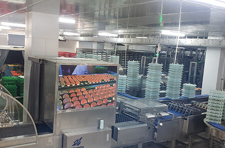 Egg Handling System