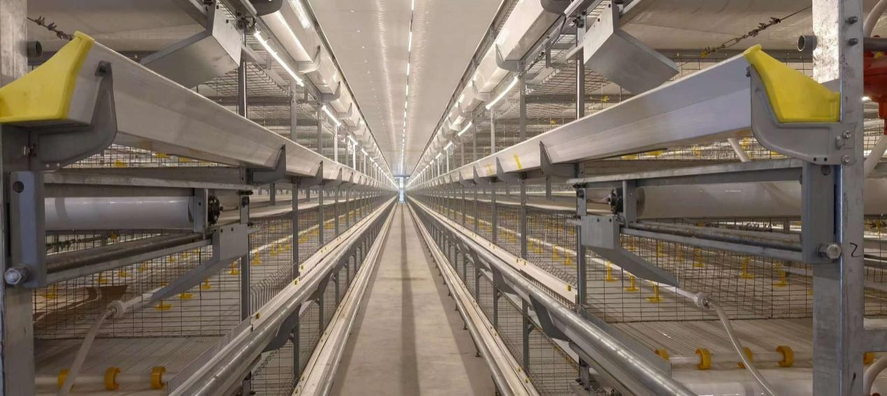 Integration of Profession and Resilience | The Key to Successful Delivery of Overseas Breeding Project