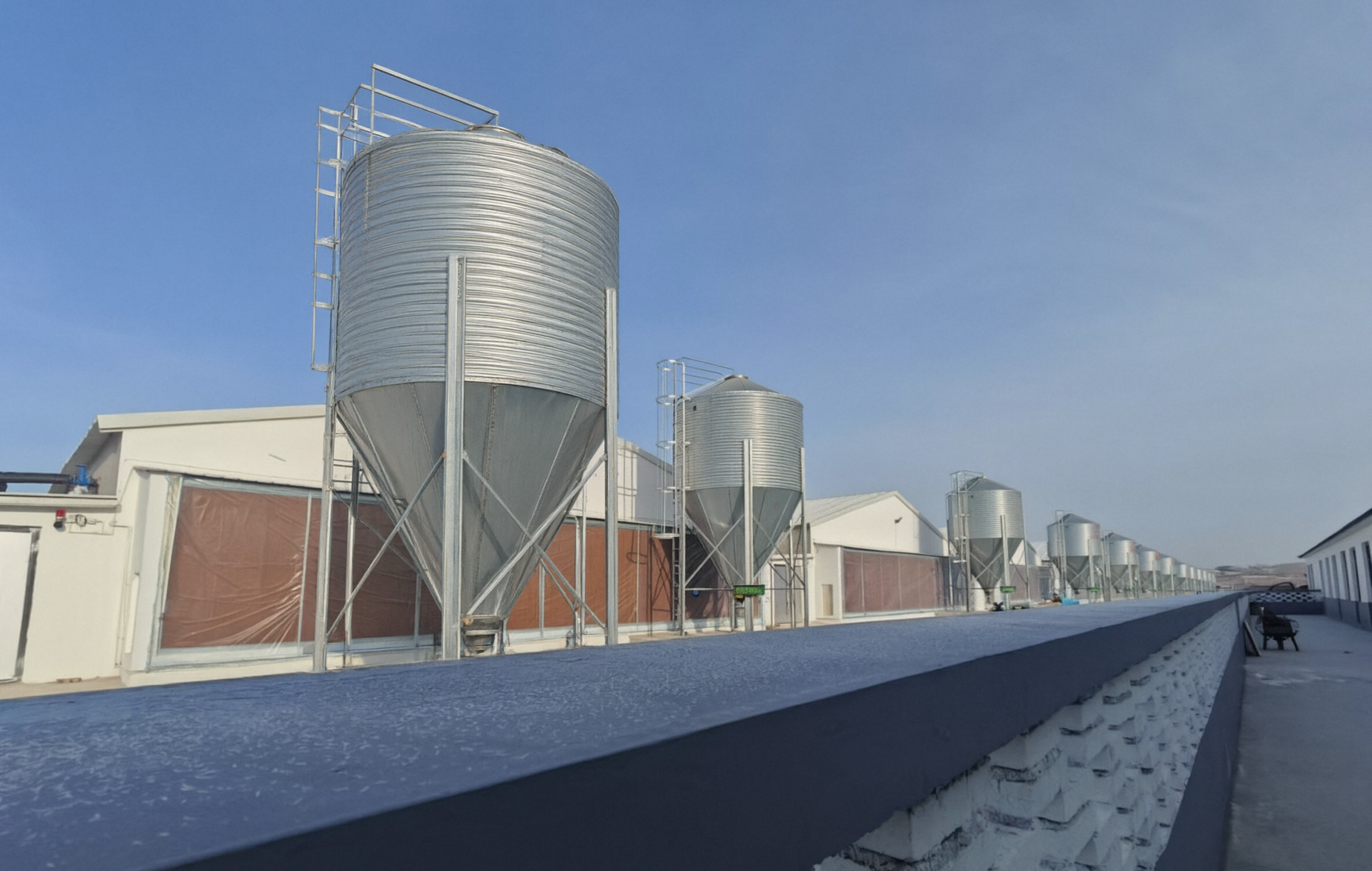 Broiler Breeding Project Successfully Delivered to Runyang Agriculture