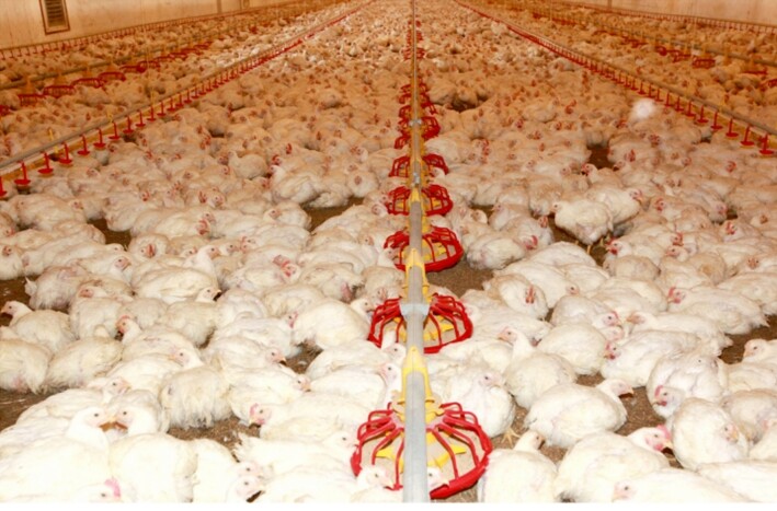Large-Scale Poultry Farm