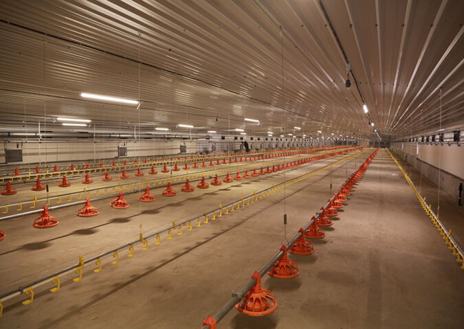 Meat Poultry Flat Feeding and Drinking Line