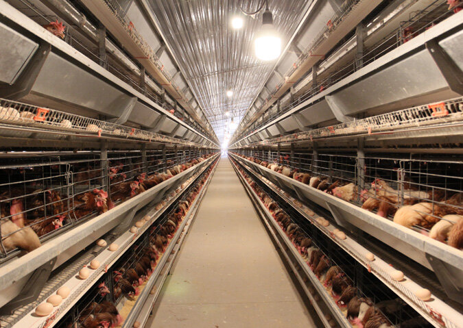 H-type Cascade Commercial Layer Cage