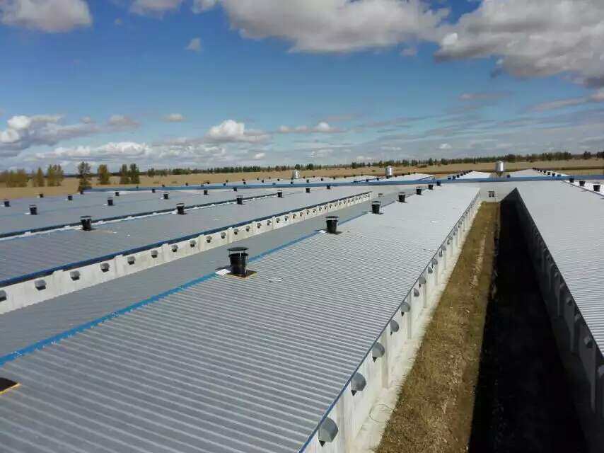 Poultry Farm in Vietnam