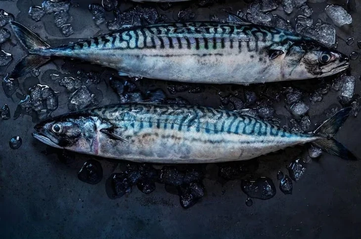 ノルウェー産鯖魚
