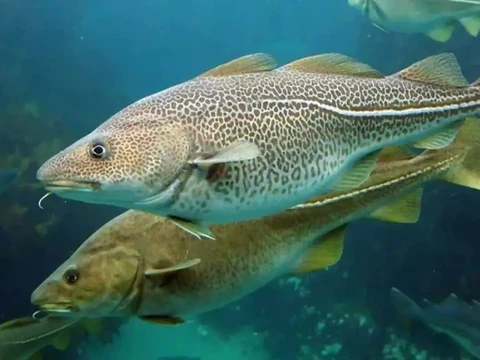 ノルウェー産鳕魚