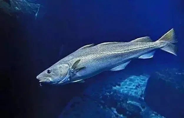 ノルウェー産銀鱈魚