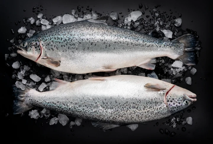 ノルウェー産鮭魚