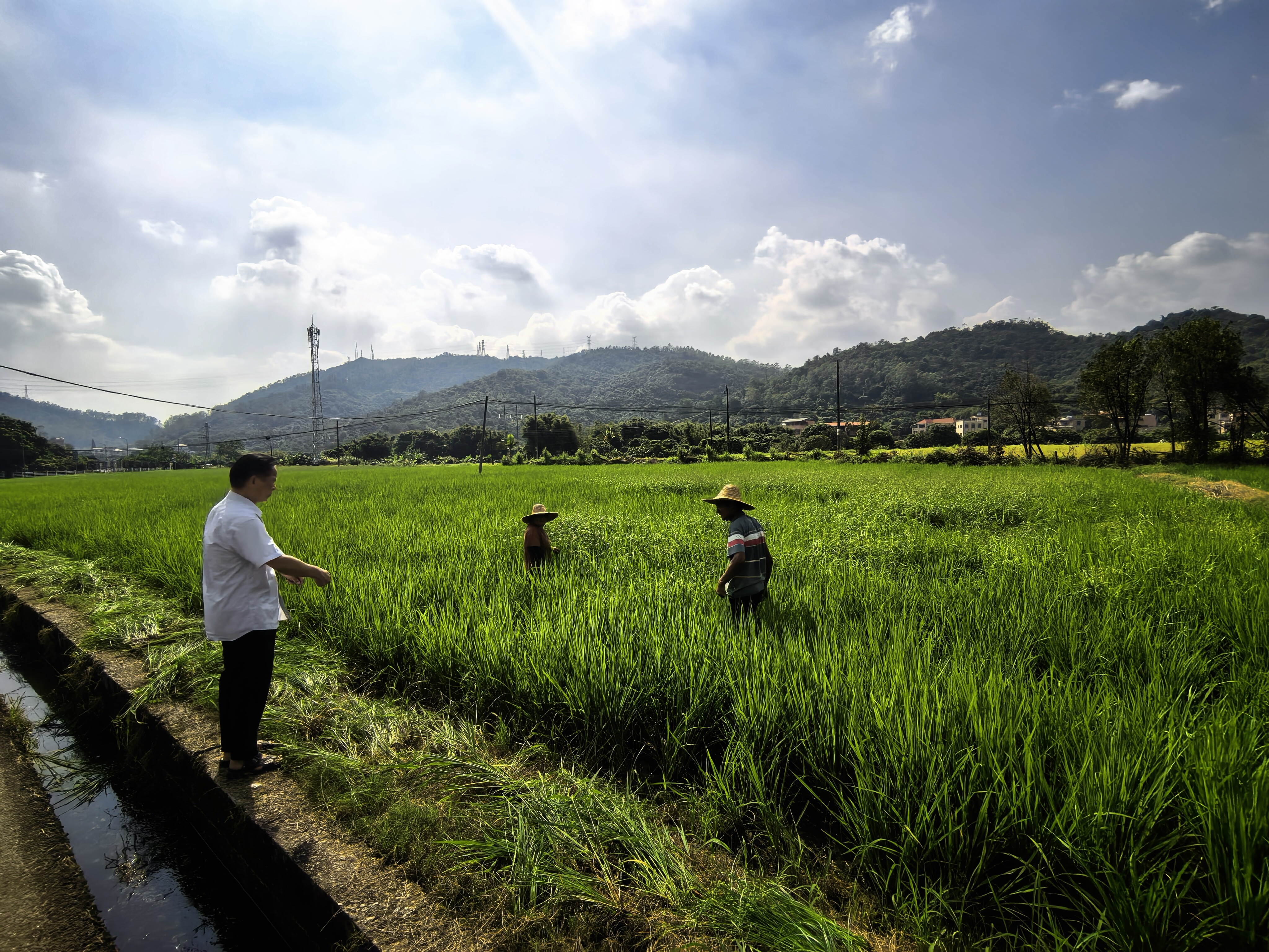 Expert team inspecting rice field