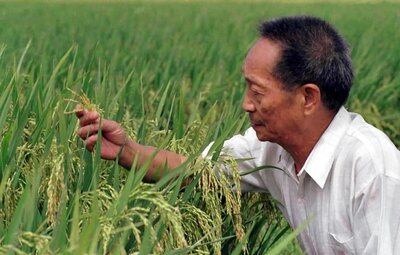 Announcement on the Establishment of the Yuan Longping International Agricultural College