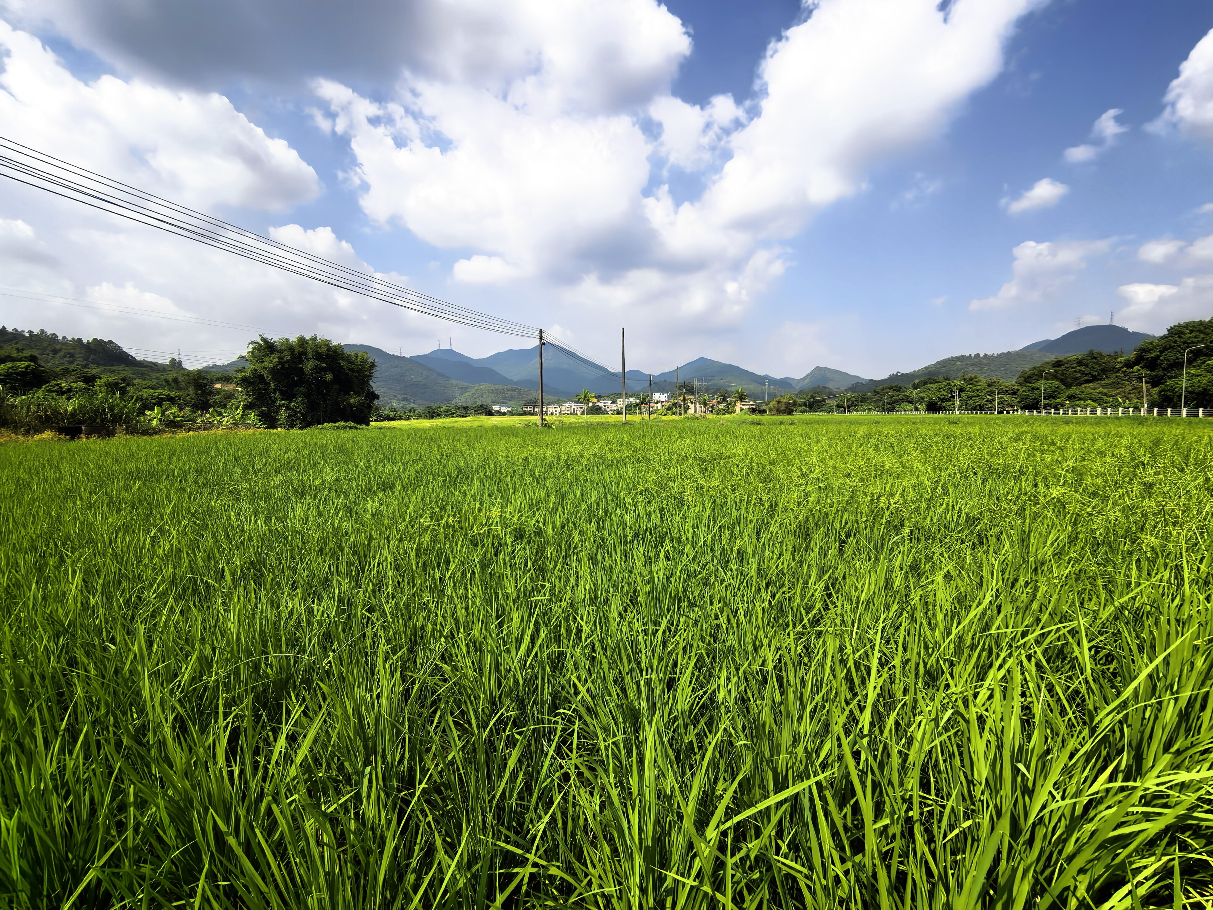 WAAS Expert Group Conducts Field Inspection of Organic Rice Planting Base and Research Center Site Selection in Guangdong, China