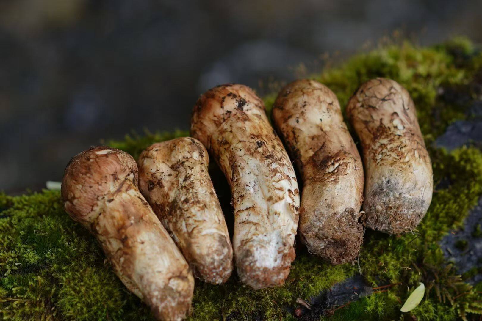 Direct sourcing from local foragers, reducing middlemen and ensuring better prices