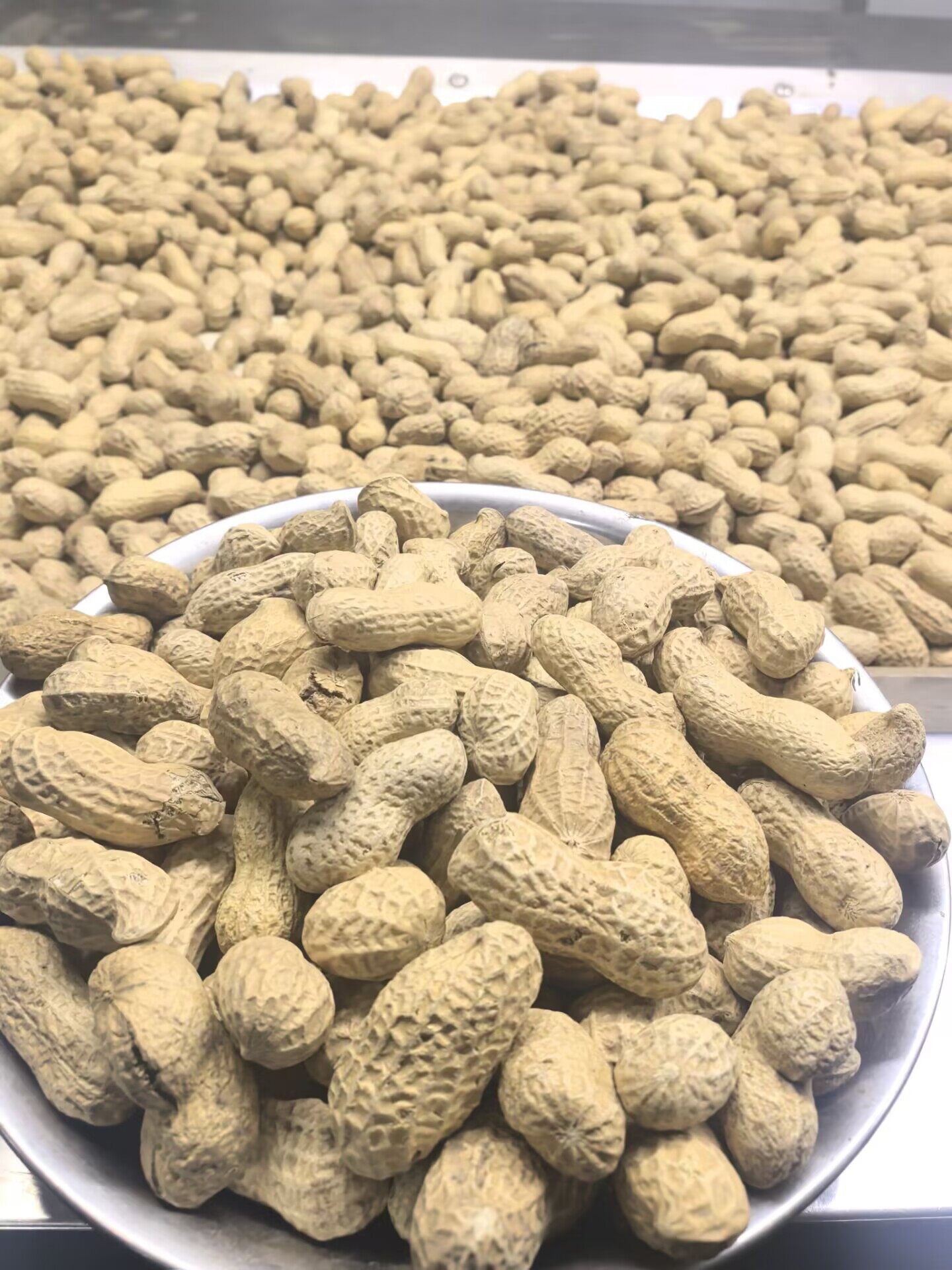 Peanuts in Shell