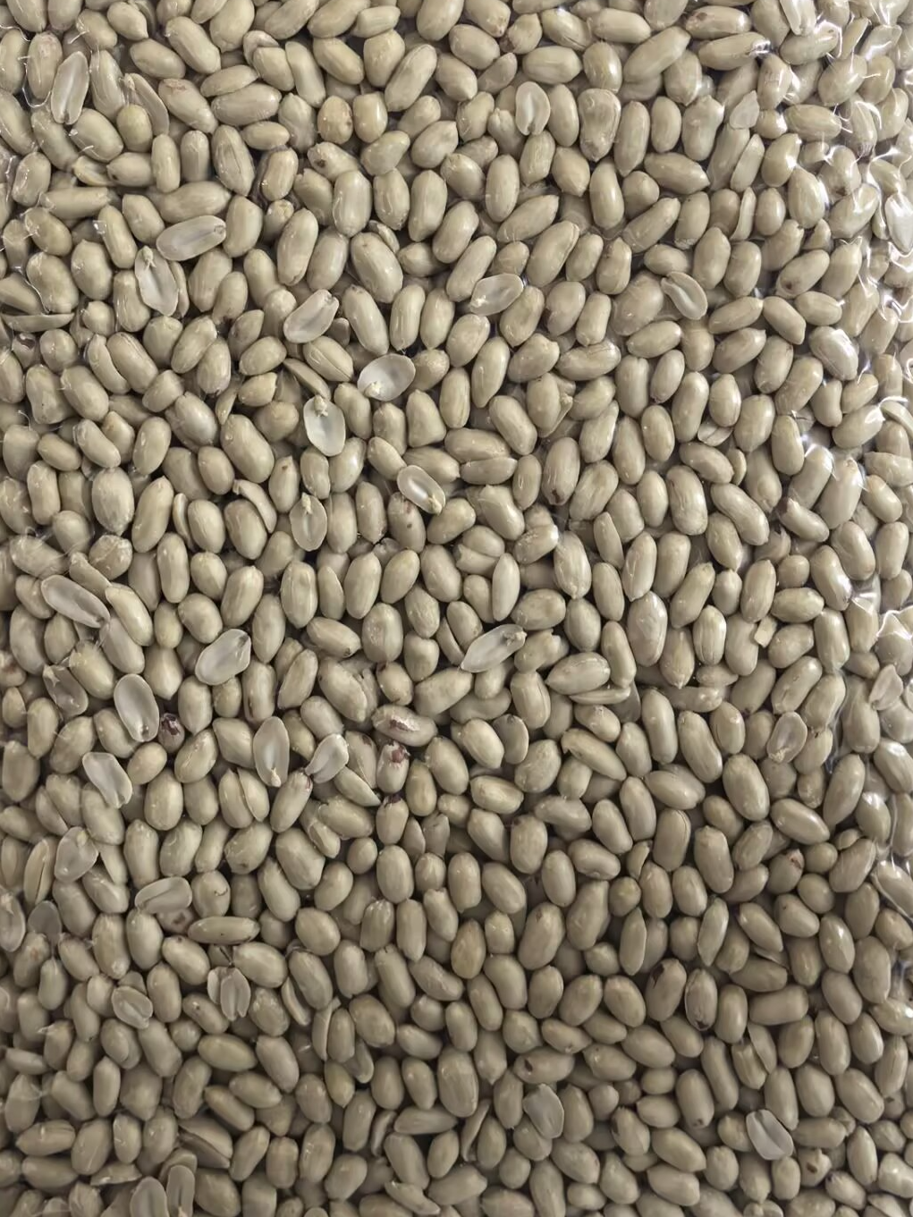 Blanched Peanut Kernels
