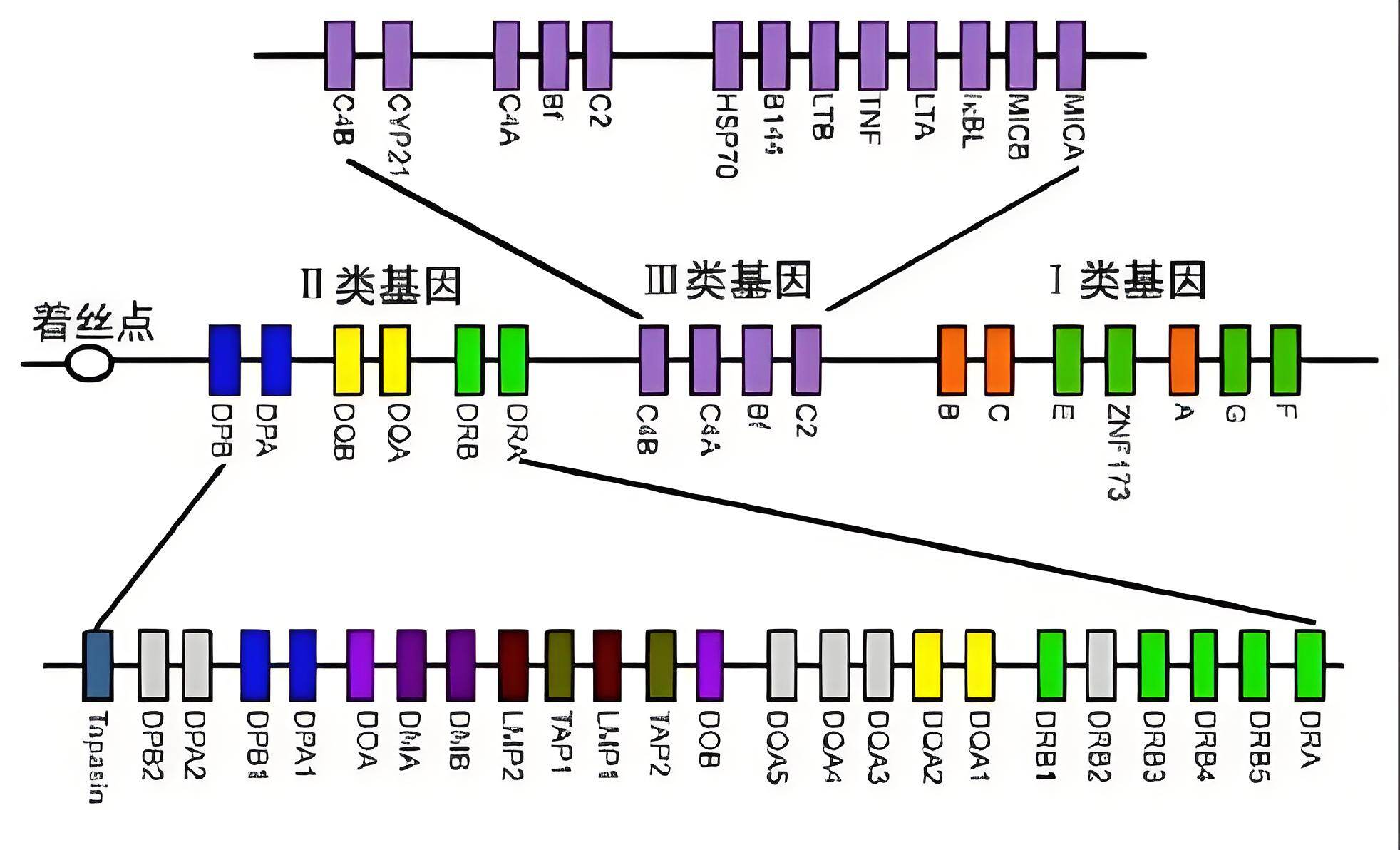 HLA：你身体里每个细胞的「身份证」